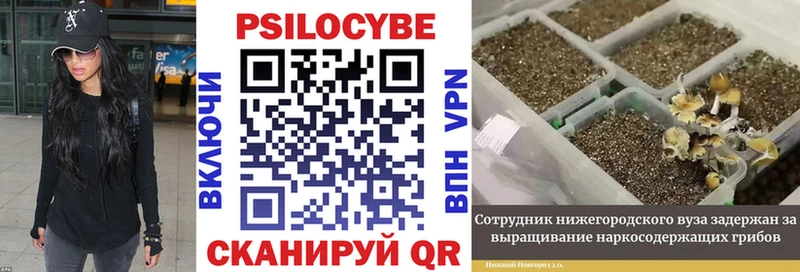 Псилоцибиновые грибы Magic Shrooms  Купить закладки  Иланский 